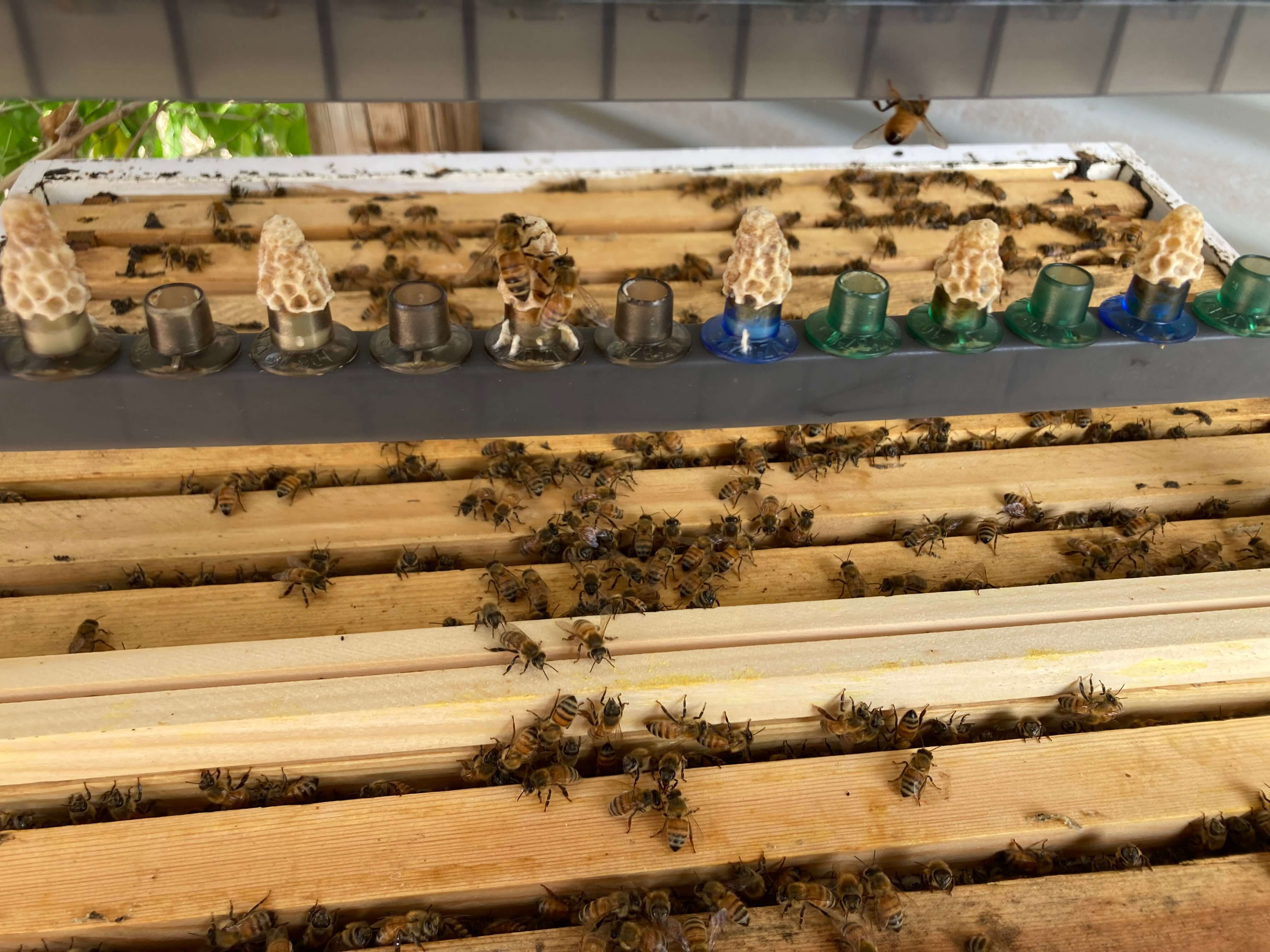 Queen Bees for Sale - Northern Territory