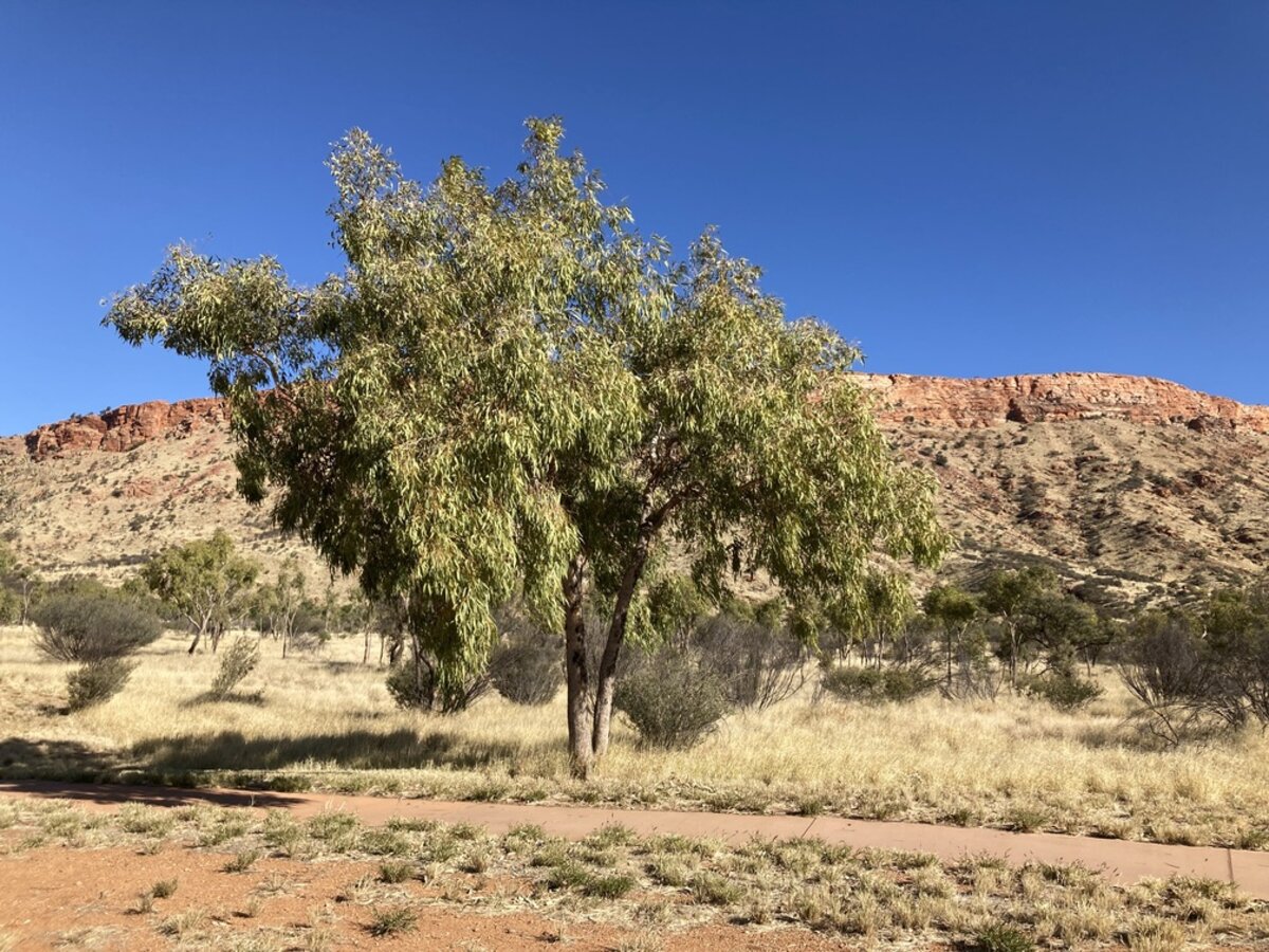 Desert Bloodwood tree flowering in the Australian Red Centre