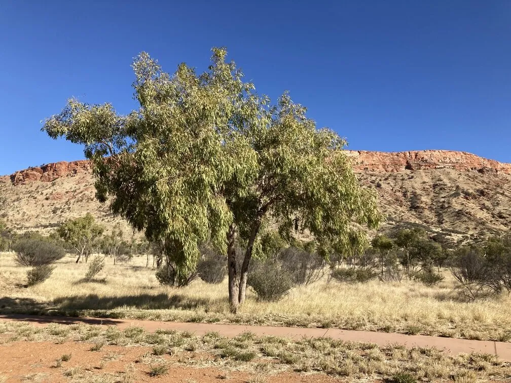Desert Bloodwood Tree in bloom