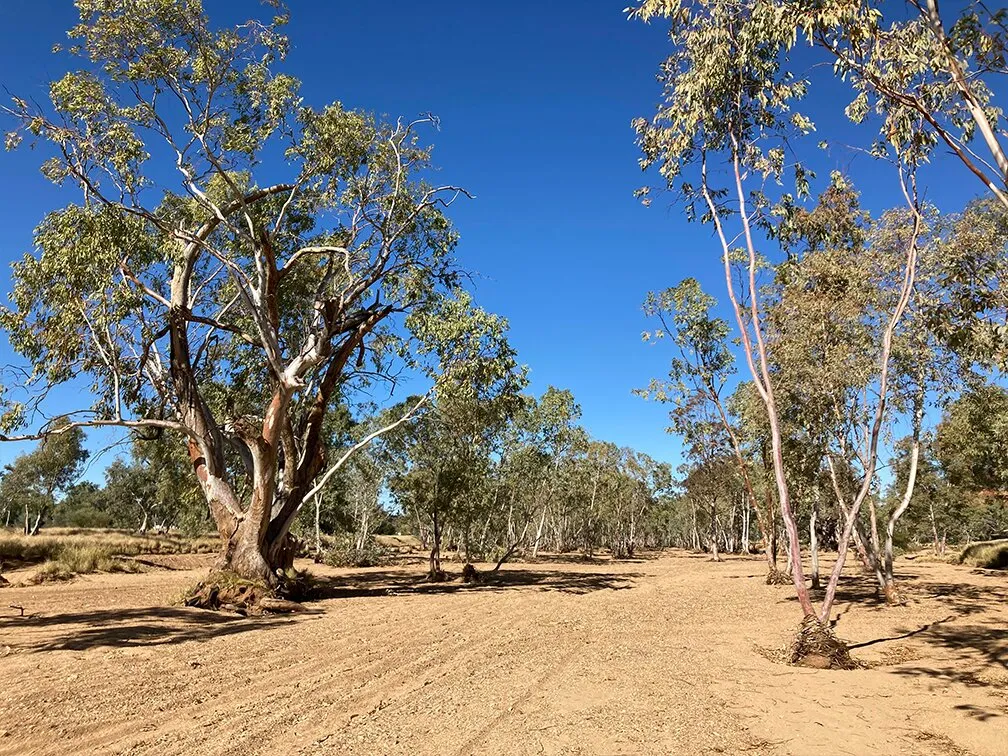 Dry riverbed with River Red Gum trees