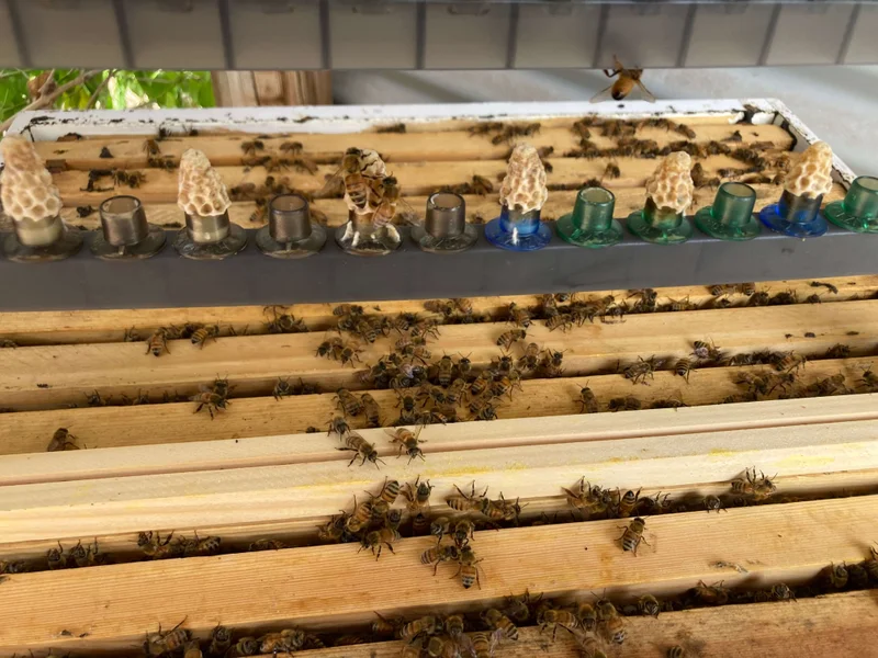 Queen Bees - Live Queens. Bred tough in Alice Springs conditions. These queens handle 45°C summers and freezing winters - conditions that would kill most southern queens.
