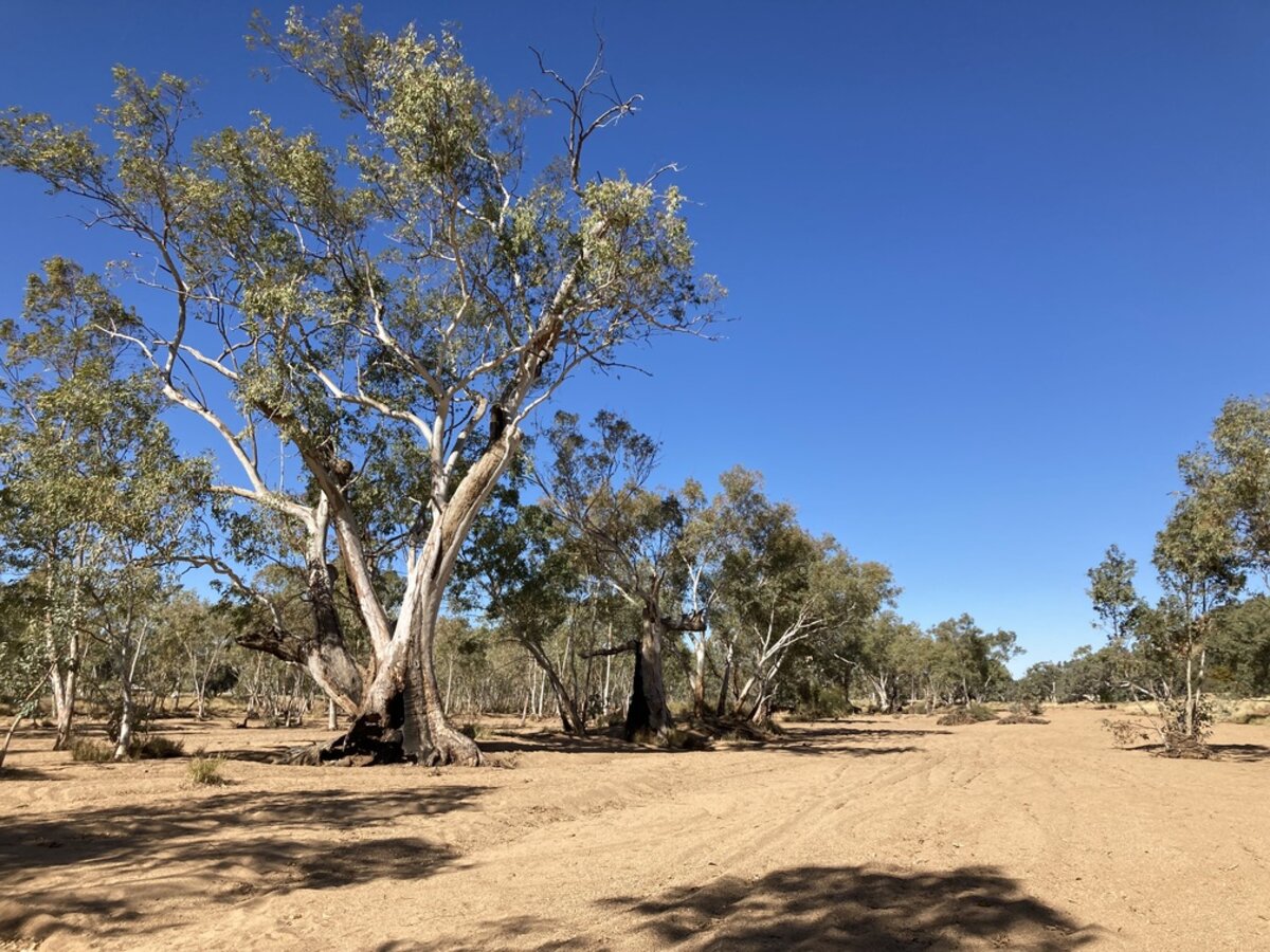 River Red Gum tree in a dry sandy creek bed